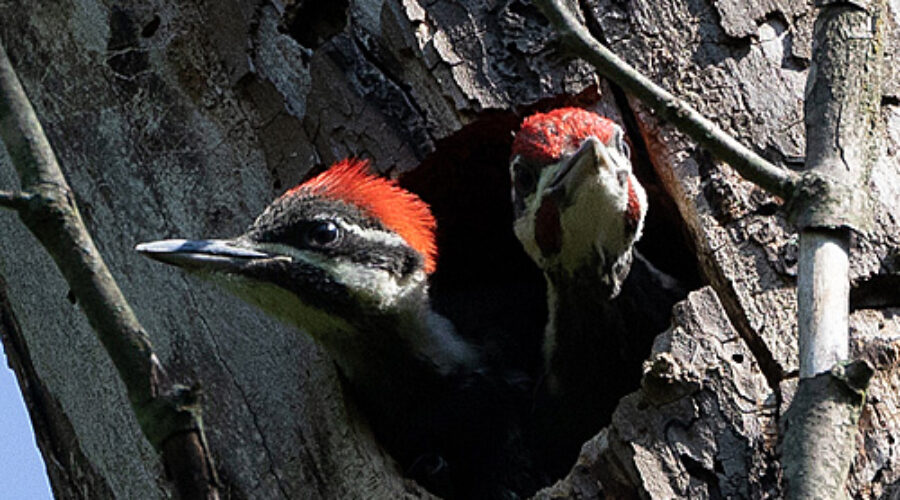 Pileated Woodpecker nestlings.