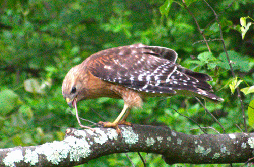 Red-shouldered Hawk with Snake