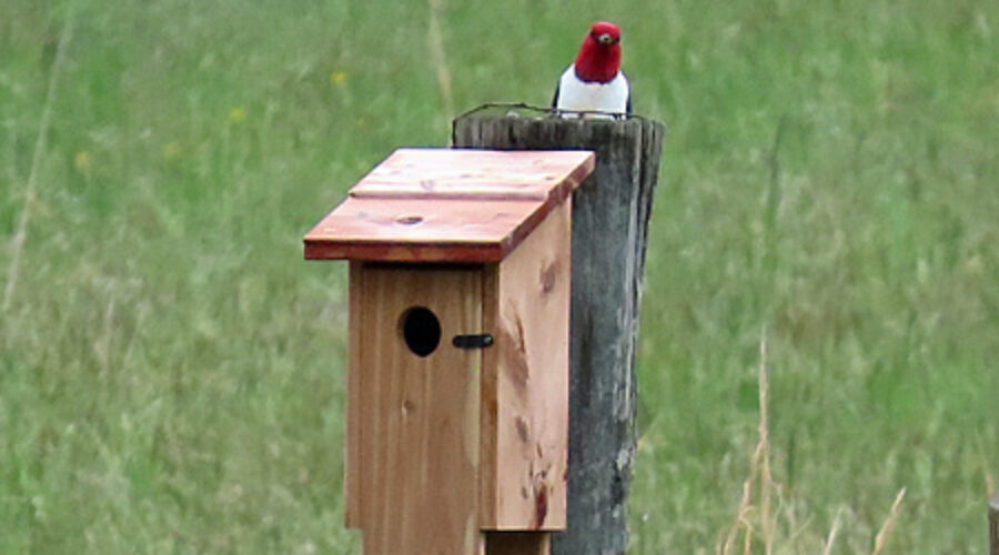 Red-headed Woodpecker