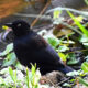 A New Team Member and a Rusty Blackbird for Snap! Grackle! Pop!