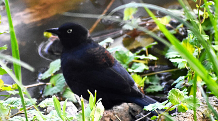 Rusty Blackbird