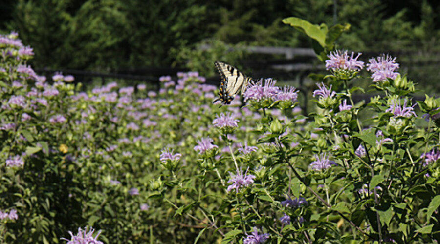 A generous patch of Wild Bergamot
