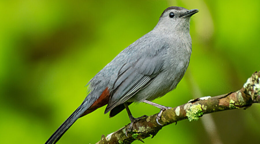 Gray Catbird