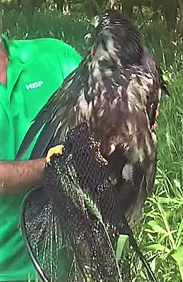 Eaglet Pi rescue