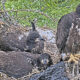 Nest Collapse, Eaglet Rescue and Recovery Timeline