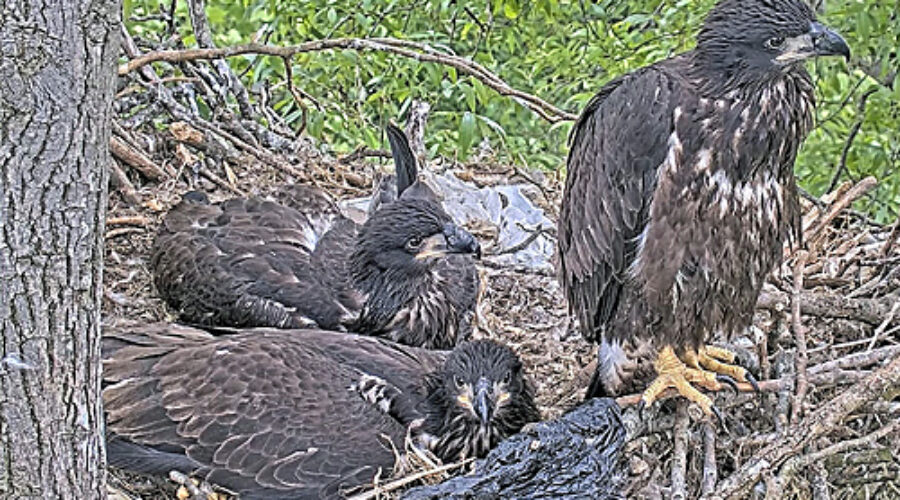 Eaglets DG4 in back, DG3 in front, DG5 on siderail
