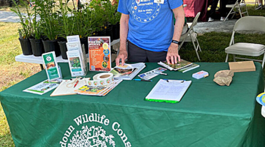 Pollinator Festival booth