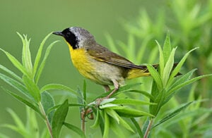 Common Yellowthroat perched on vegetation