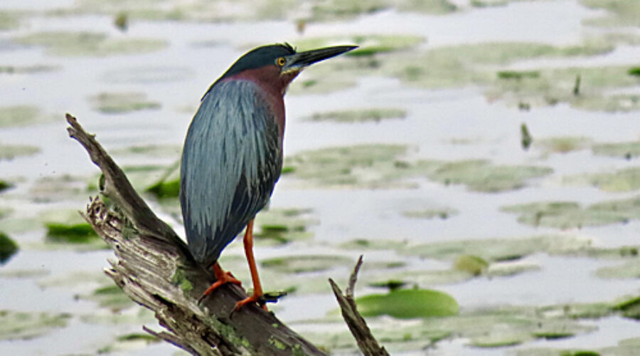 Green Heron