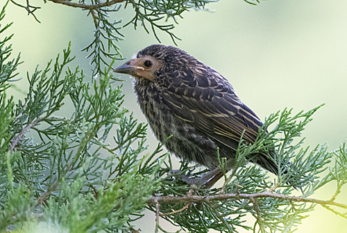 Young Red-winged Blackbird with missing feathers