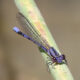 Loudoun Dragonfly Walks and Resources