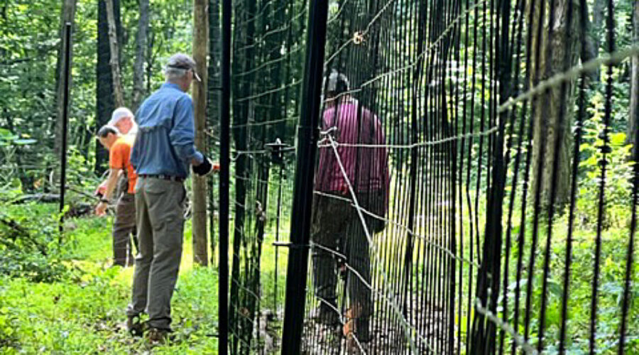 Volunteers work on deer exclosure fence.