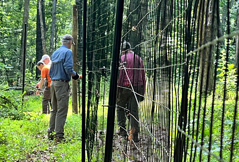 Volunteers work on deer exclosure fence.