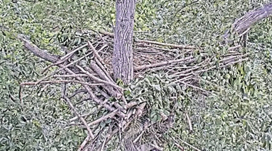 Completed eagle nest