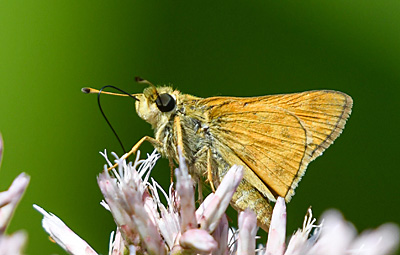 Sachem butterfly nectaring on flower
