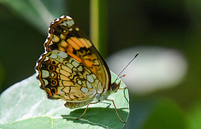 Silvery Checkerspot on leaf