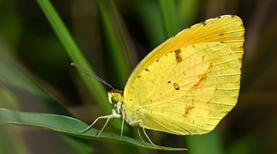 Sleepy Orange butterfly