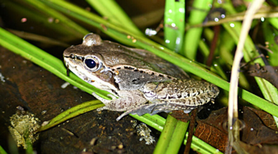 Wood Frog at vernal pool