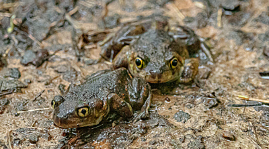 Two Eastern Spadefoot frogs