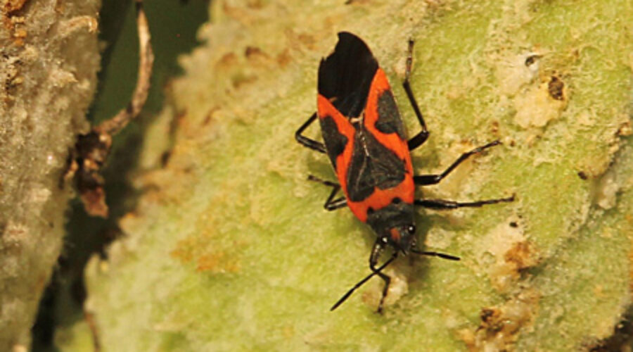 Small Milkweed Bug on milkweed seedpod