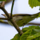 Mystery Bird Baffles Group at Sweet Run State Park