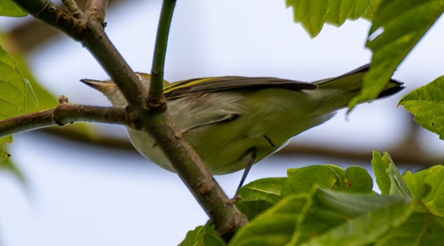 The mystery bird