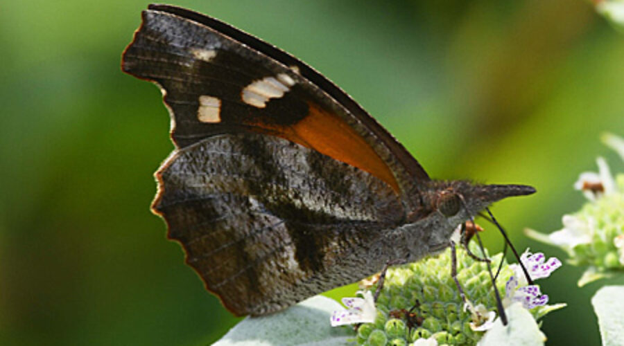 American Snout butterfly