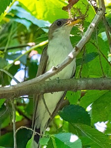 Yellow-billed Cuckoo in tree