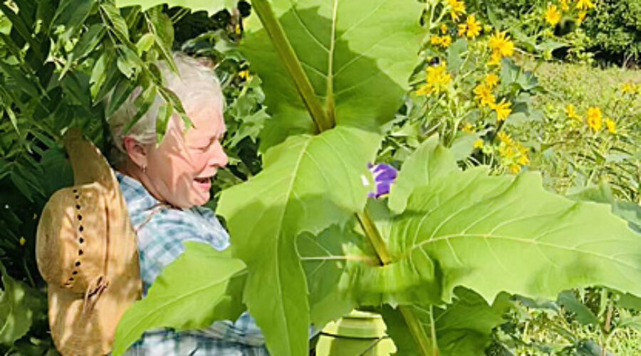 Nan Siegel working among Cup Plant