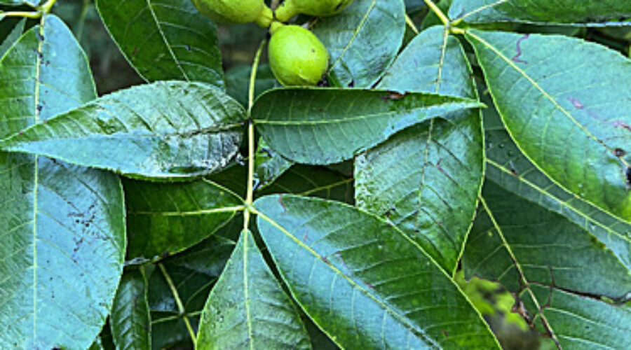 Pignut hickory with green nuts