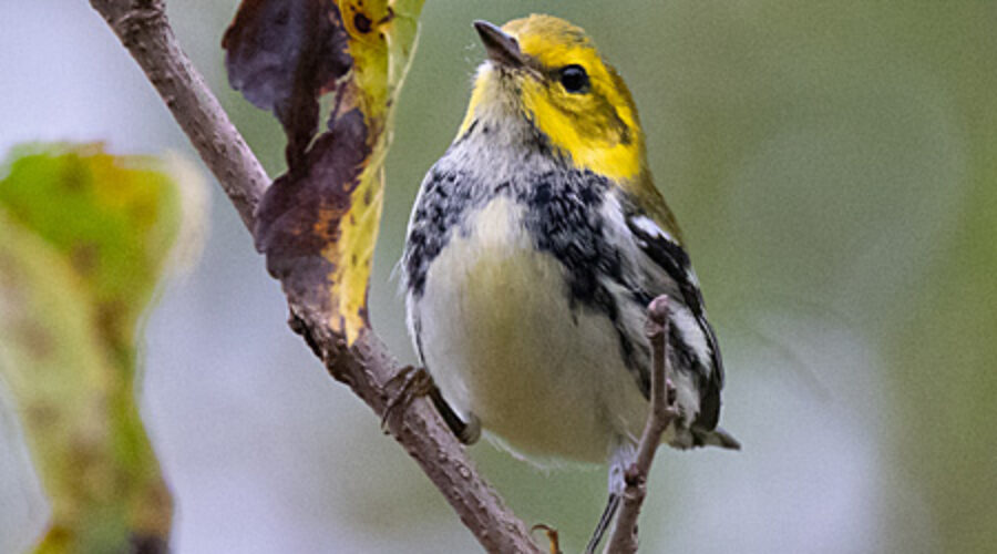 Black-throated Green warbler on branch