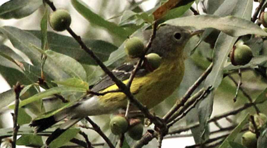Magnolia Warbler in oak tree