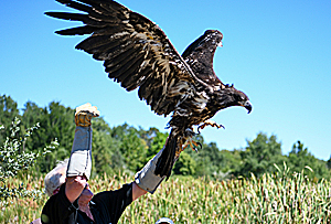 Eaglet Pat is released at Dulles Wetlands