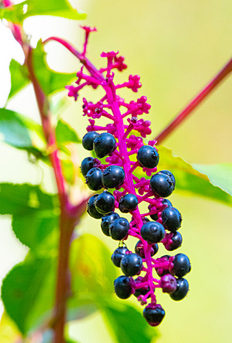 American Pokeweed berries