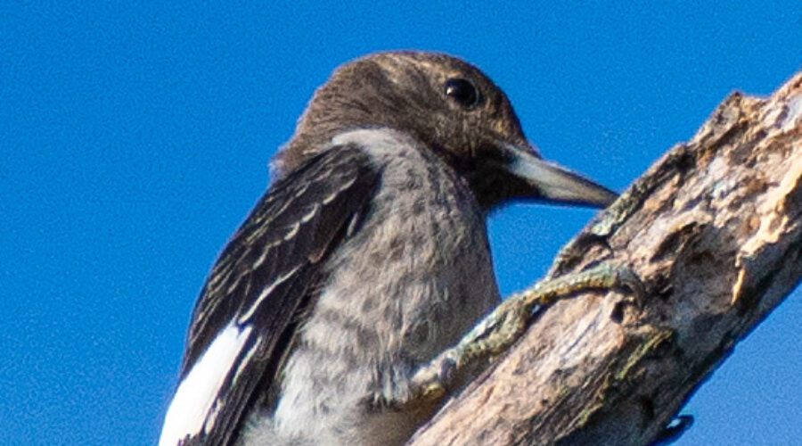 Immature Red-headed Woodpecker.
