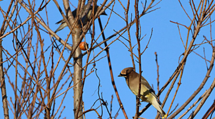 Cedar Waxwings perched on bare tree branches
