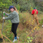 Volunteers digging native plants