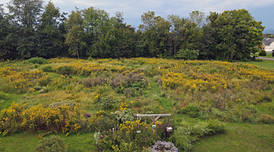 native plant meadow in fall