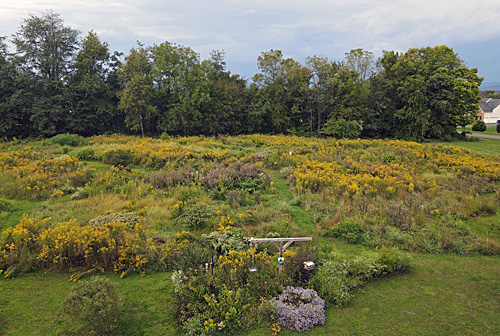 native plant meadow in fall
