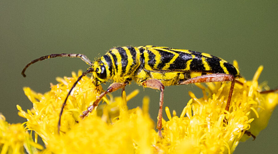 Locust Borer Beetle on goldenrod