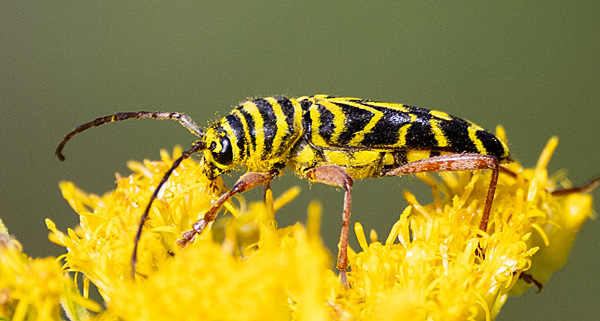 Locust Borer Beetle on goldenrod