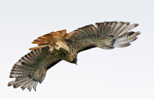 Red-tailed Hawk in flight