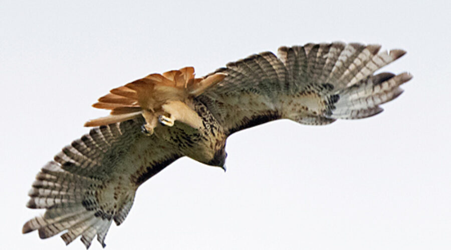 Red-tailed Hawk in flight