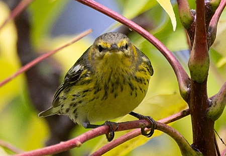 Cape May Warbler on branch