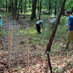 Volunteers install tree cages in oak-hickory forest