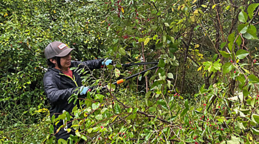 Volunteer cutting Autumn Olive