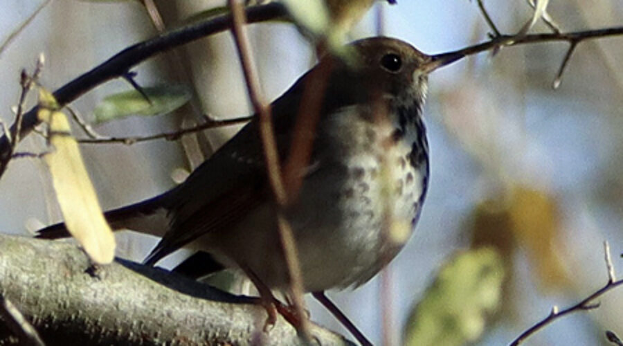 Hermit Thrush in tree