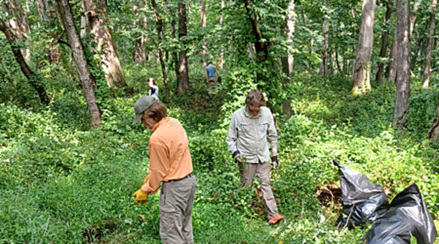 Pulling invasives at JK Black Oak