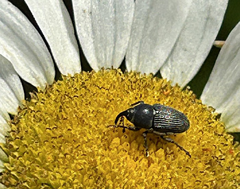 Odontocorynu salebrosus on daisy