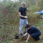 Planting elderberry shrub